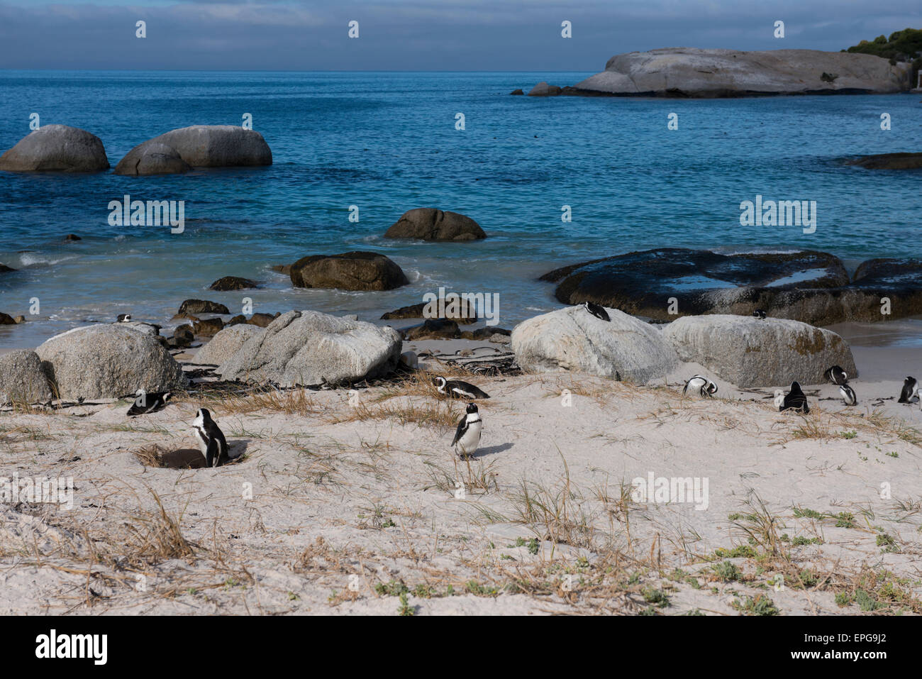 Sud Africa, Cape Town, Simon's Town, Table Mountain National Park, Boulders Beach. Colonia di specie in pericolo i Penguins africani. Foto Stock