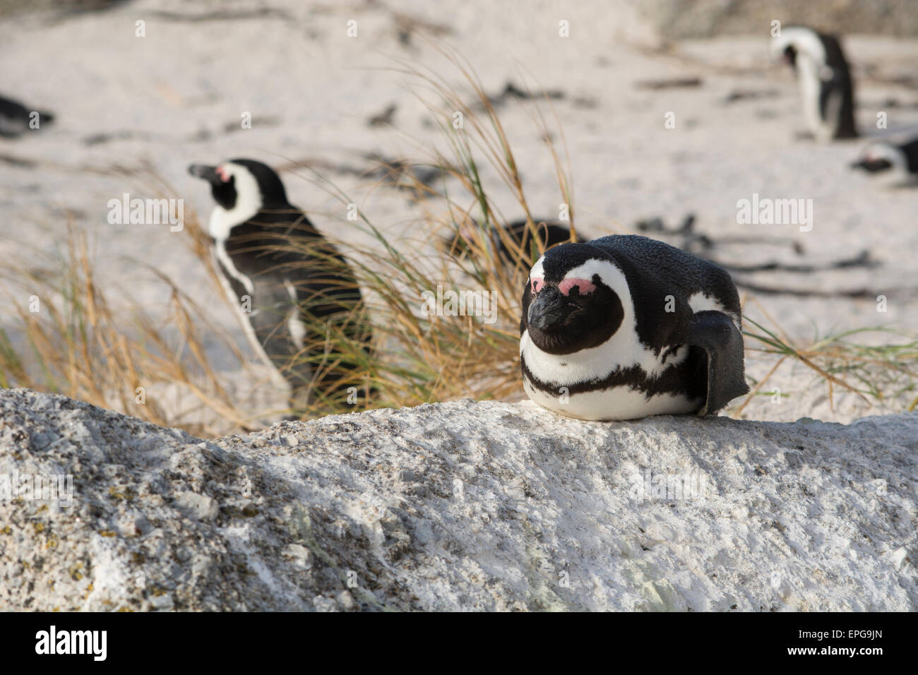 Sud Africa, Cape Town, Simon's Town, Table Mountain National Park, Boulders Beach. Colonia di specie in pericolo i Penguins africani. Foto Stock