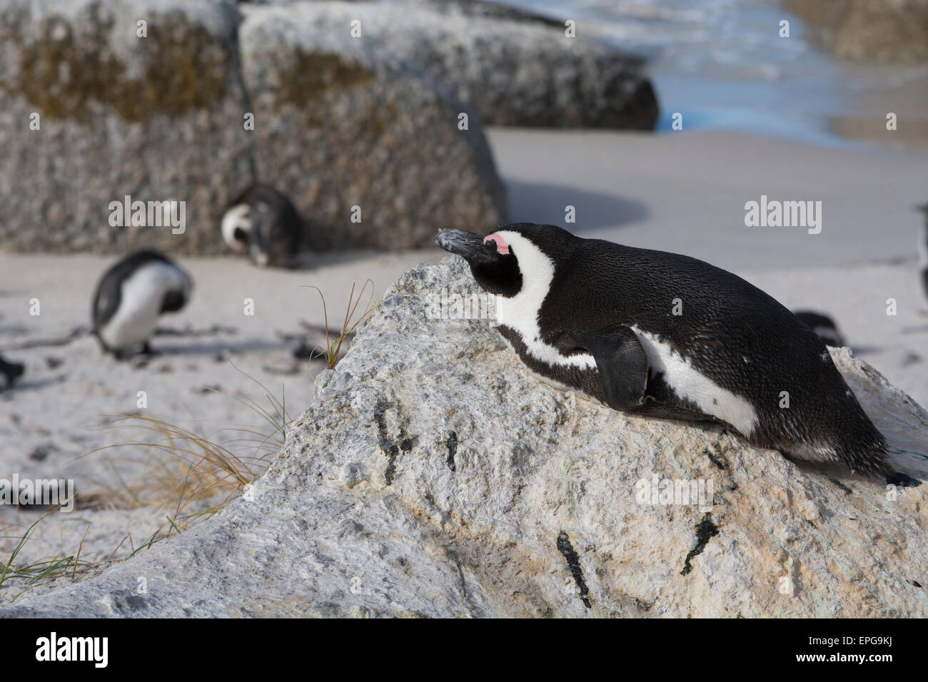Sud Africa, Cape Town, Simon's Town, Table Mountain National Park, Boulders Beach. Colonia di specie in pericolo i Penguins africani. Foto Stock
