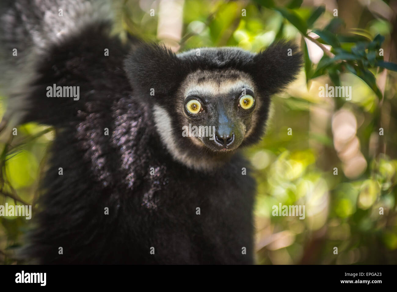 Indri, il lemure più grande del Madagascar Foto Stock