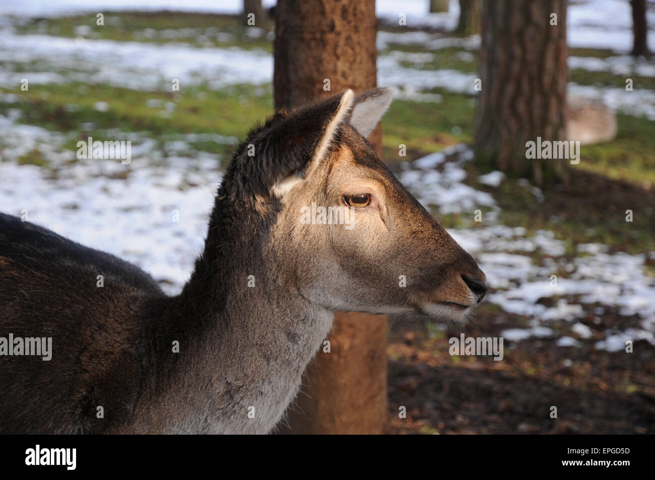 Daino Foto Stock