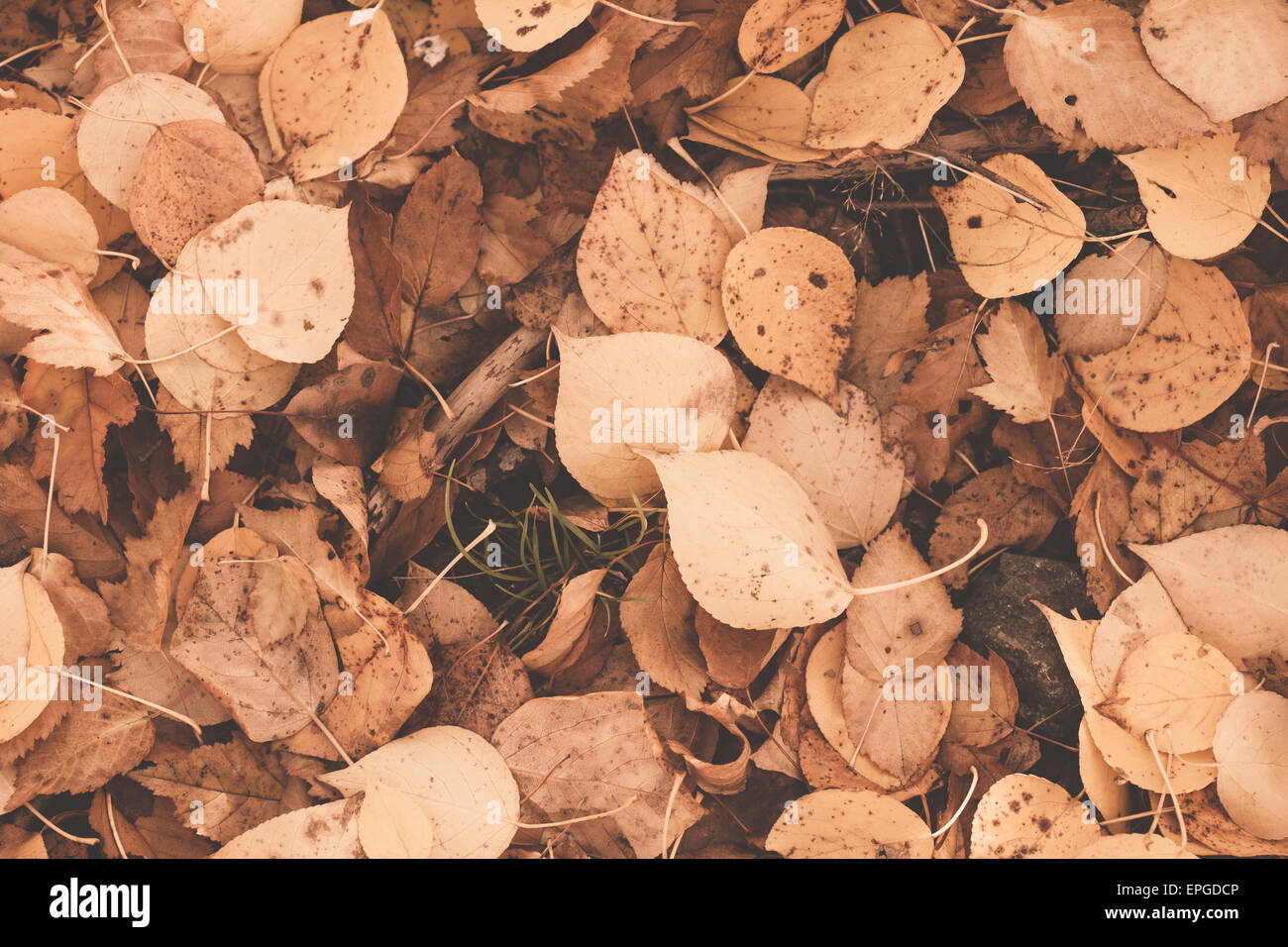 Foglie di autunno Foto Stock