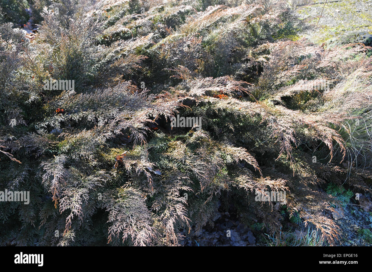 Tappeto siberiano cypress Foto Stock
