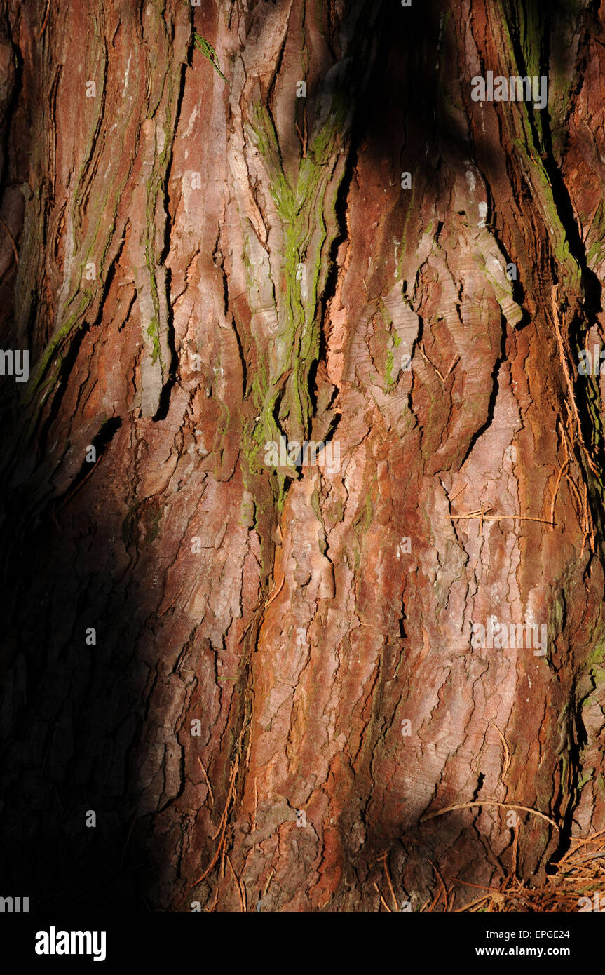 Sequoia gigante Foto Stock
