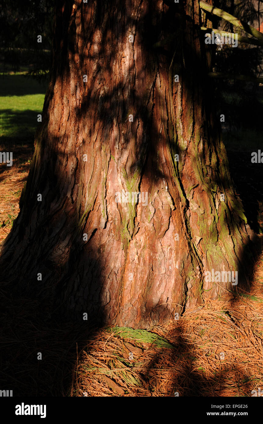 Sequoia gigante Foto Stock