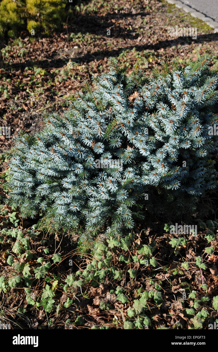 Dwarf Sitka Spruce Foto Stock
