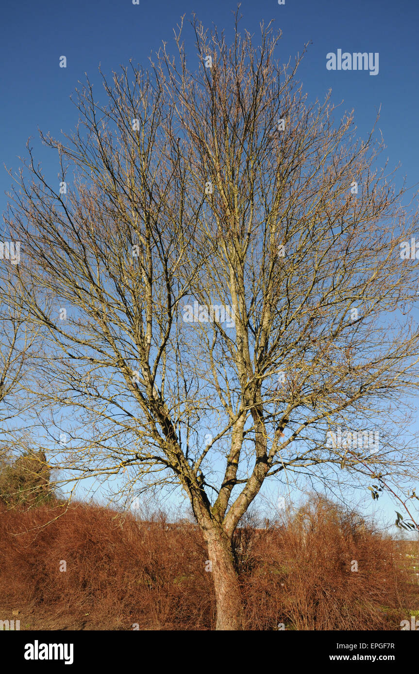 Wild service tree Foto Stock