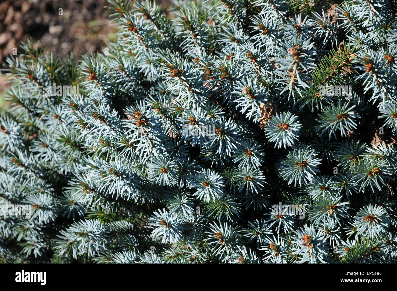 Dwarf Sitka Spruce Foto Stock