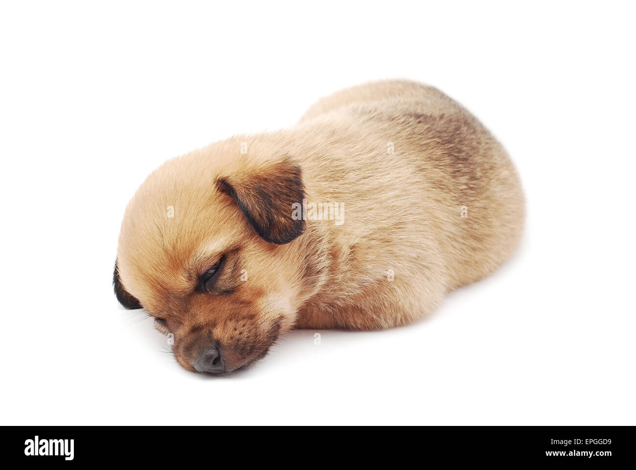 Sleeping cucciolo su sfondo bianco Foto Stock