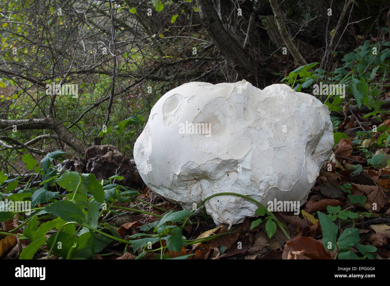 Puffball gigante, puffball fungo Riesenbovist, Riesen-Bovist, Riesen-Stäubling, Calvatia gigantea, Langermannia gigantea Foto Stock