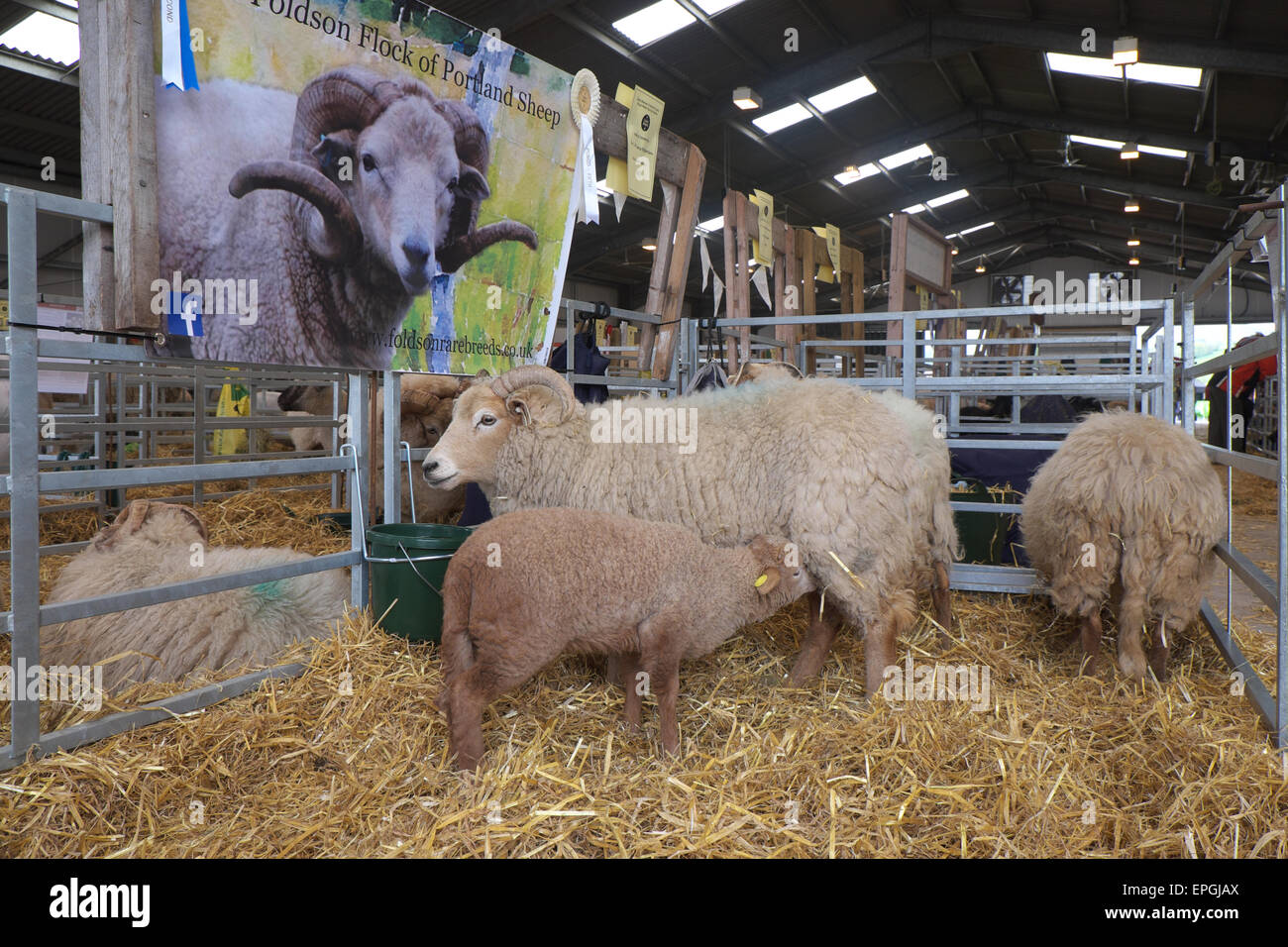 Portland pecore di razza rara pecora e agnello in esposizione presso il Royal Welsh Festival di Primavera in maggio 2015 Foto Stock