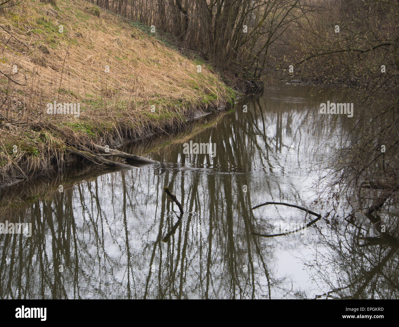 Un tranquillo fiume con una fitta vegetazione sulle rive si riflette nell'acqua, tetro incolore in primavera Foto Stock