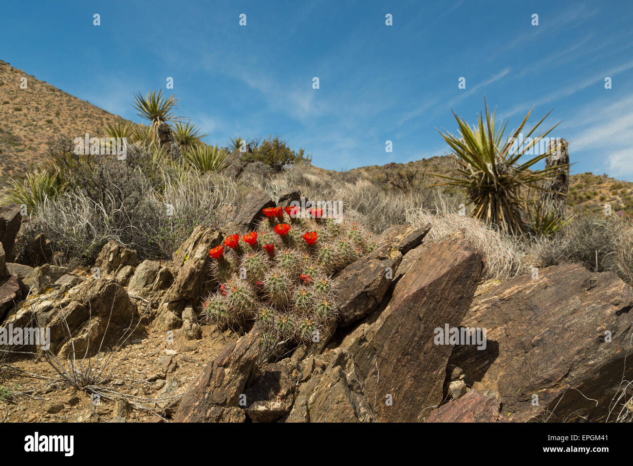 Una fotografia di un cactus in fiore con fiori di colore rosso nel Parco nazionale di Joshua Tree, in California, Stati Uniti d'America. Foto Stock