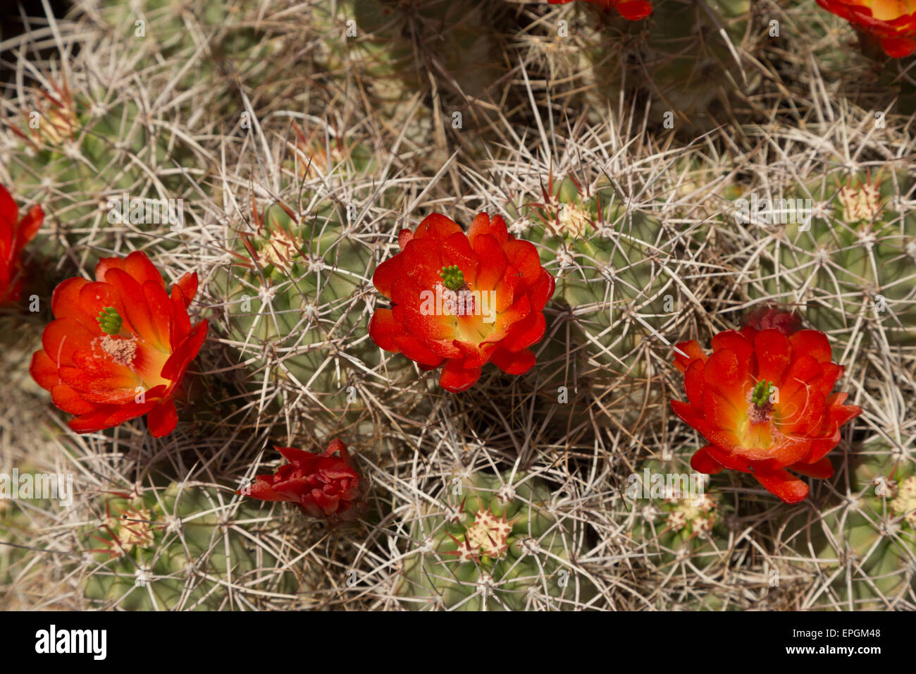 Una fotografia di un cactus in fiore con fiori di colore rosso nel Parco nazionale di Joshua Tree, in California, Stati Uniti d'America. Foto Stock