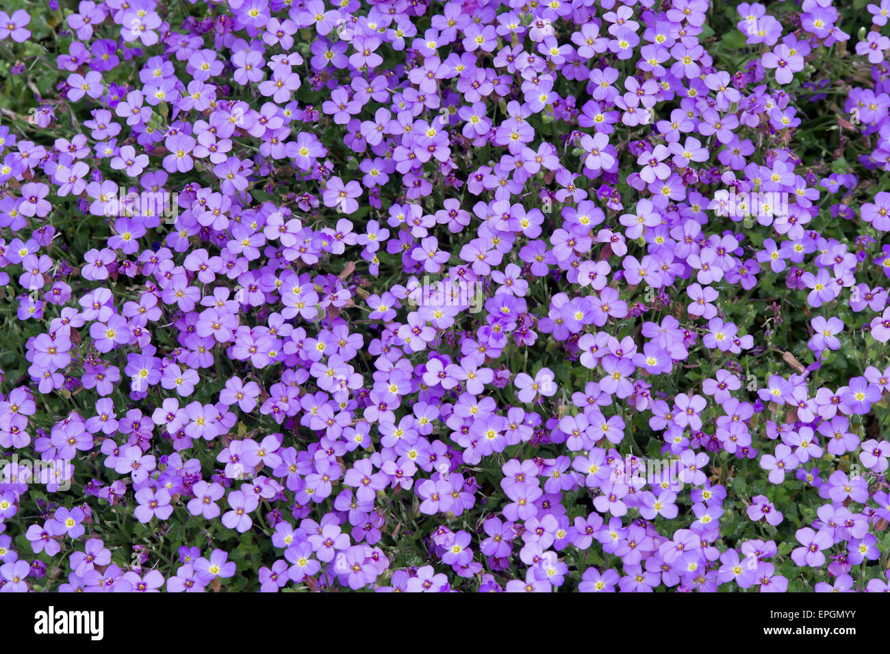 Aubrieta "viola" cascata fiori Foto Stock