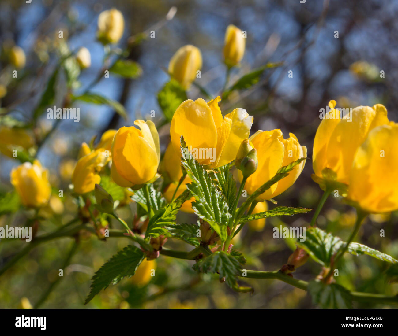 Kerria Japonica, una boccola pieno di colore giallo brillante fiori in primavera, qui dal giardino botanico di Oslo Norvegia Foto Stock