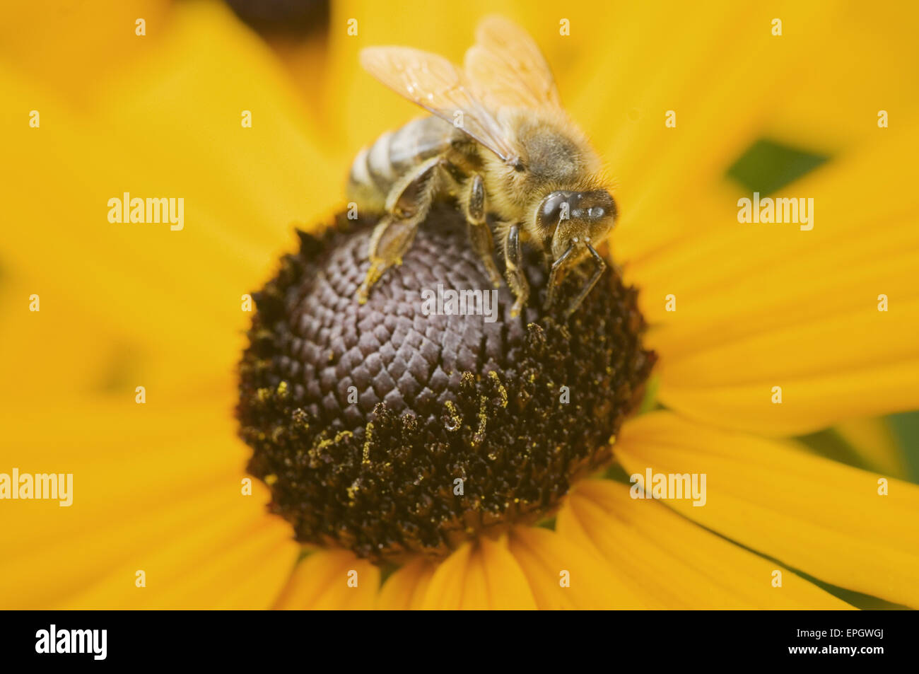 Ape su un fiore giallo Foto Stock