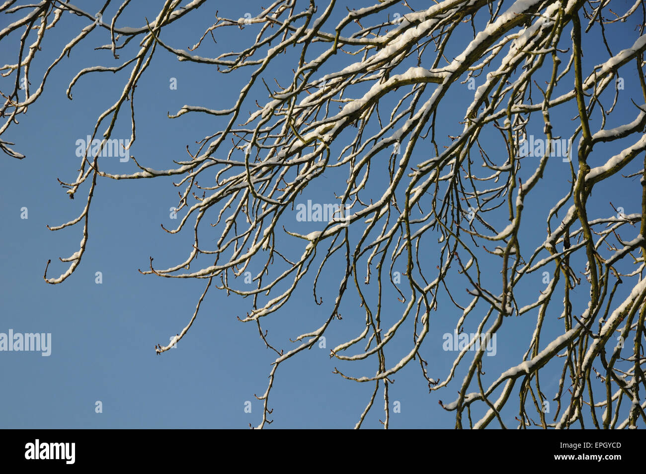 Ippocastano Foto Stock