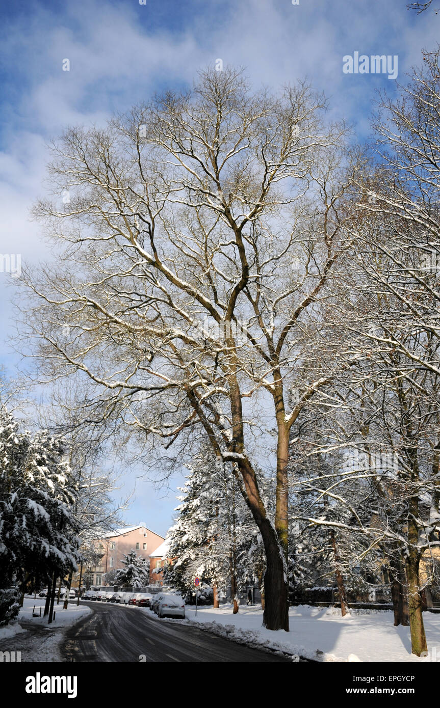 La pagoda giapponese albero Foto Stock