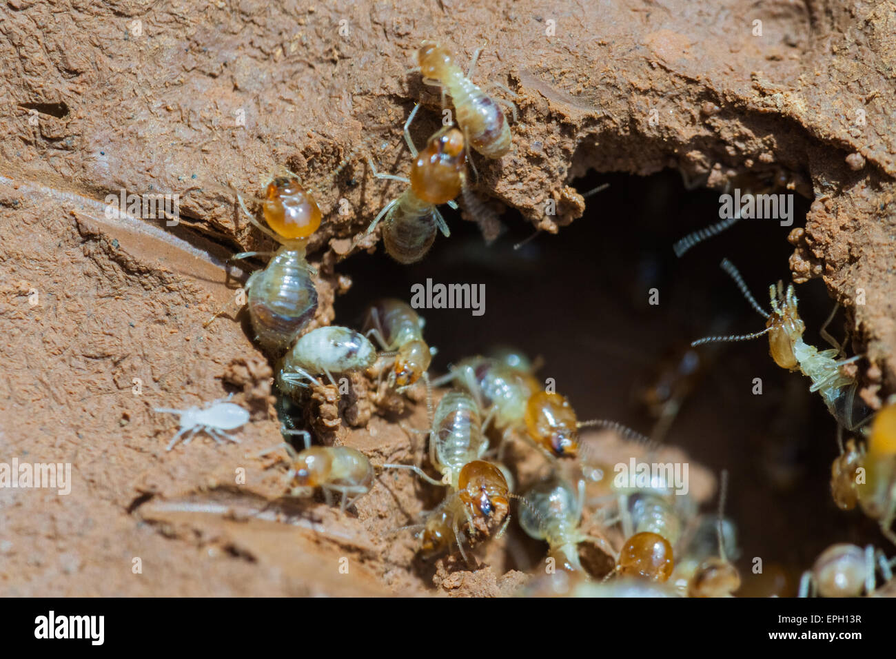 termite Foto Stock