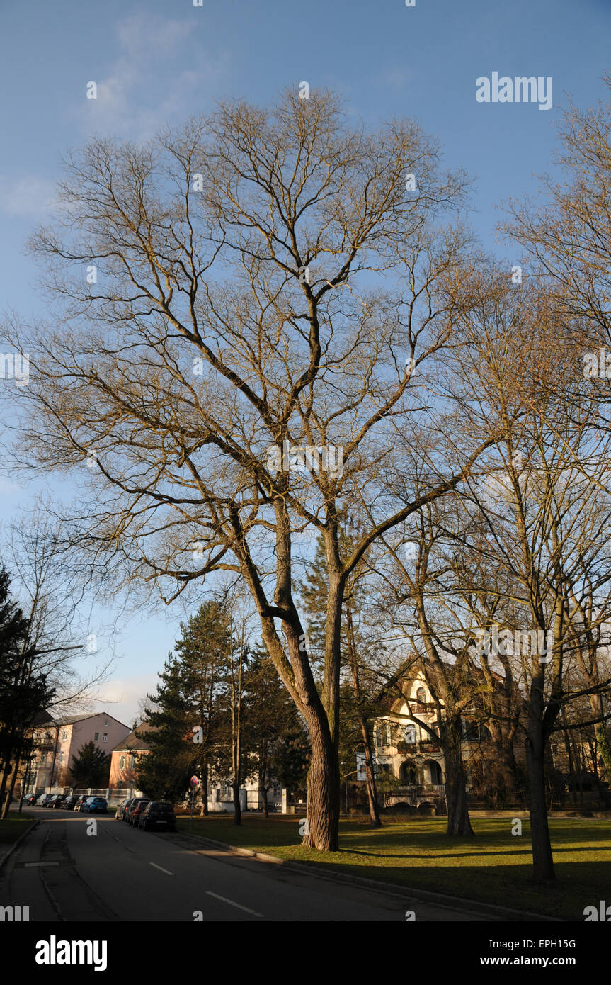La pagoda giapponese albero Foto Stock