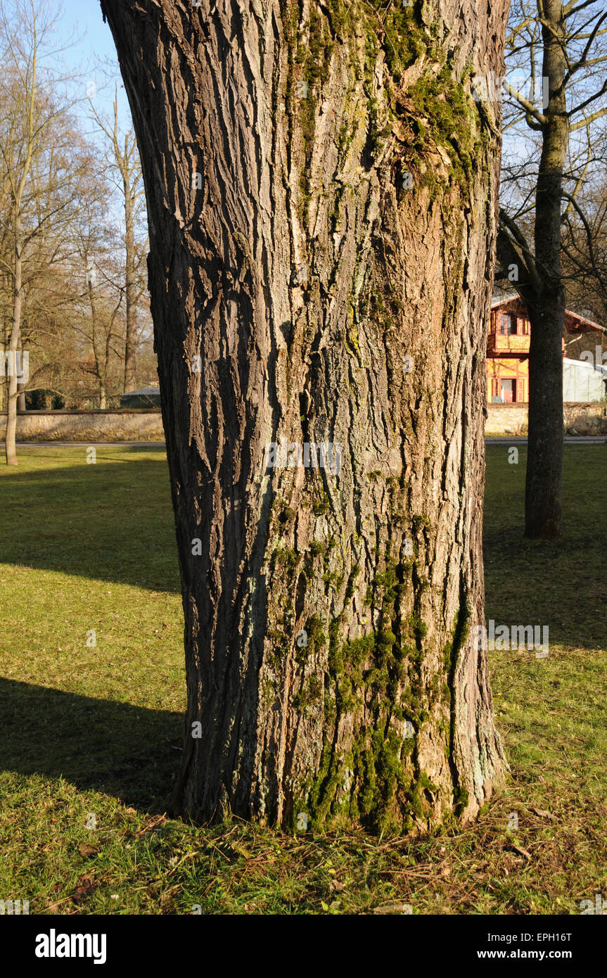 La pagoda giapponese albero Foto Stock