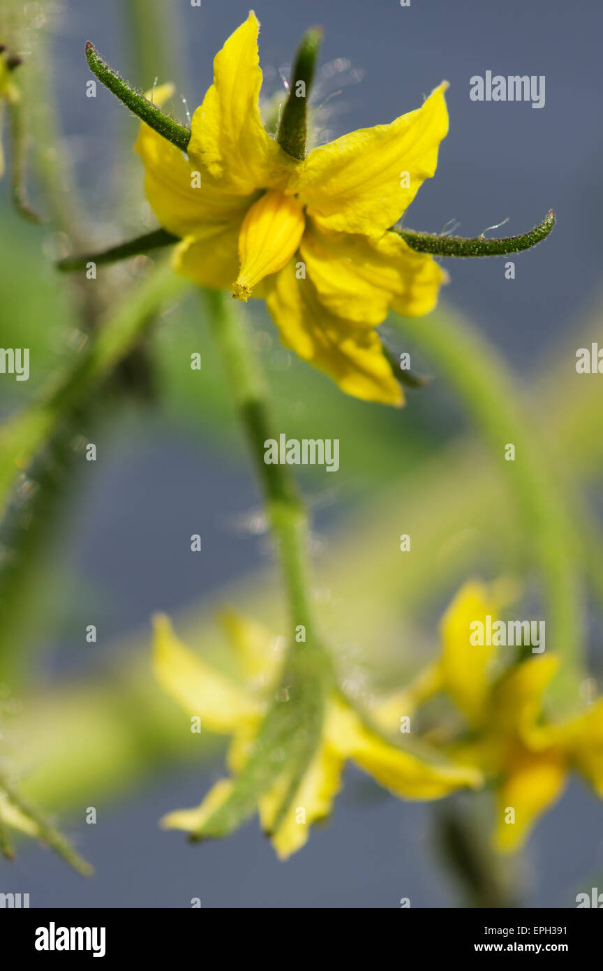 Sbocciano i fiori della pianta di pomodoro Foto Stock