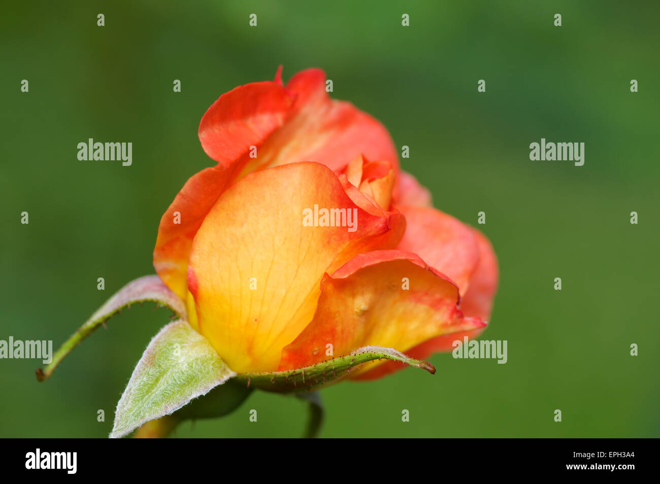 Fiore di Westerland rose Foto Stock