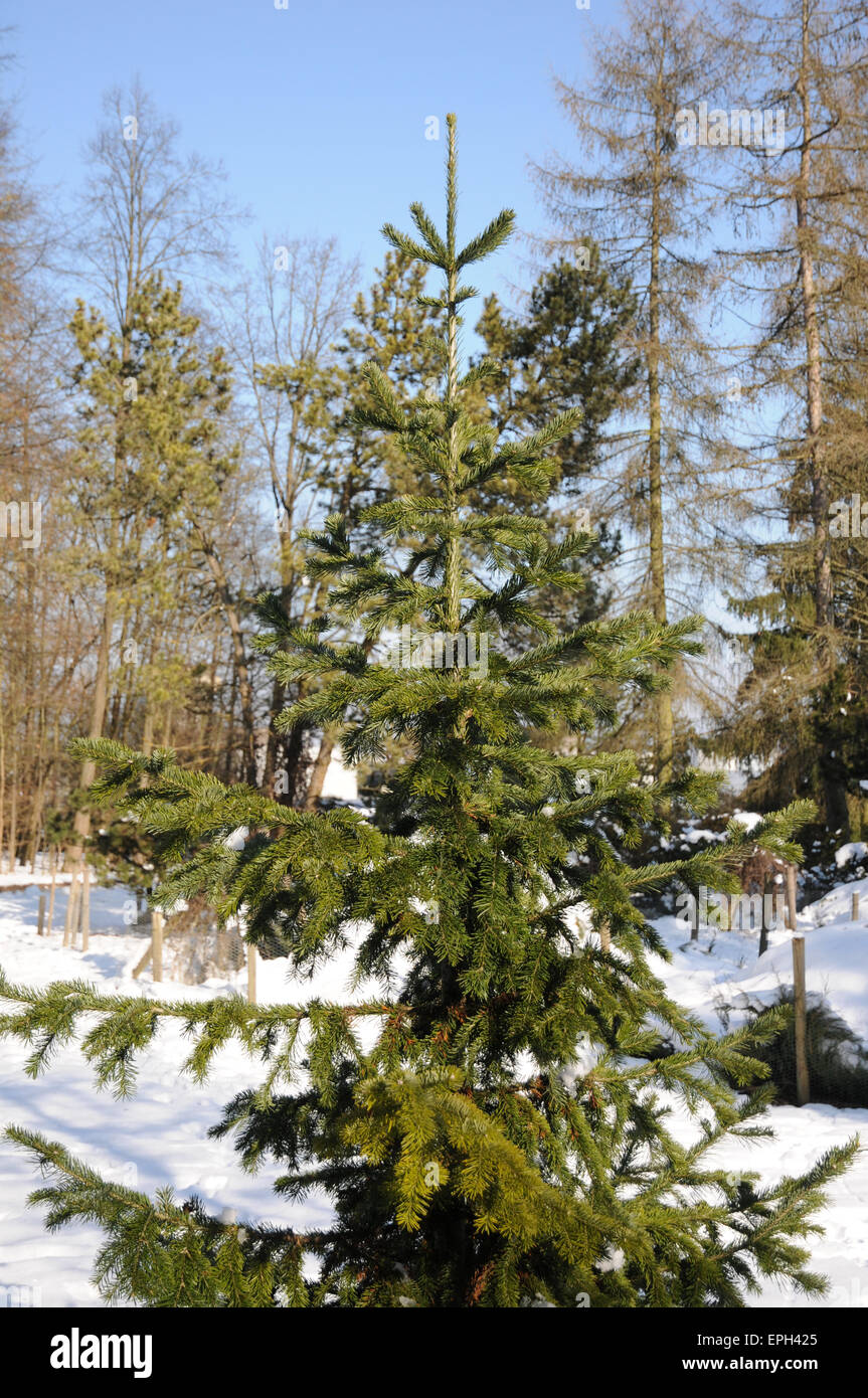 Abete siberiano Foto Stock