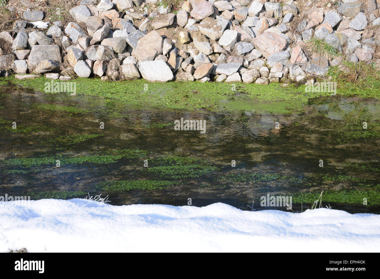 Crescione e speedwell europea Foto Stock