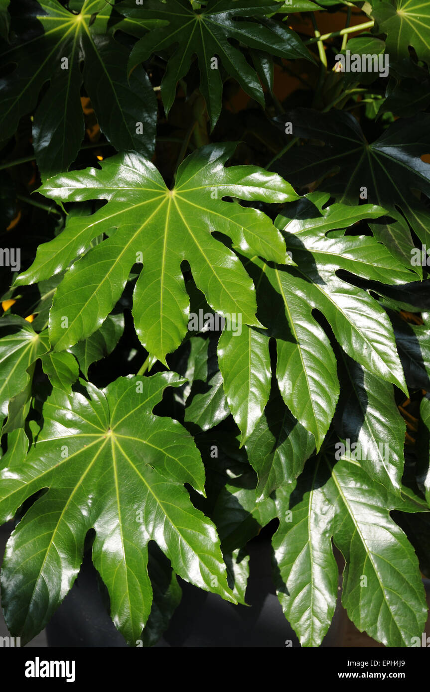 Aralia giapponese Foto Stock