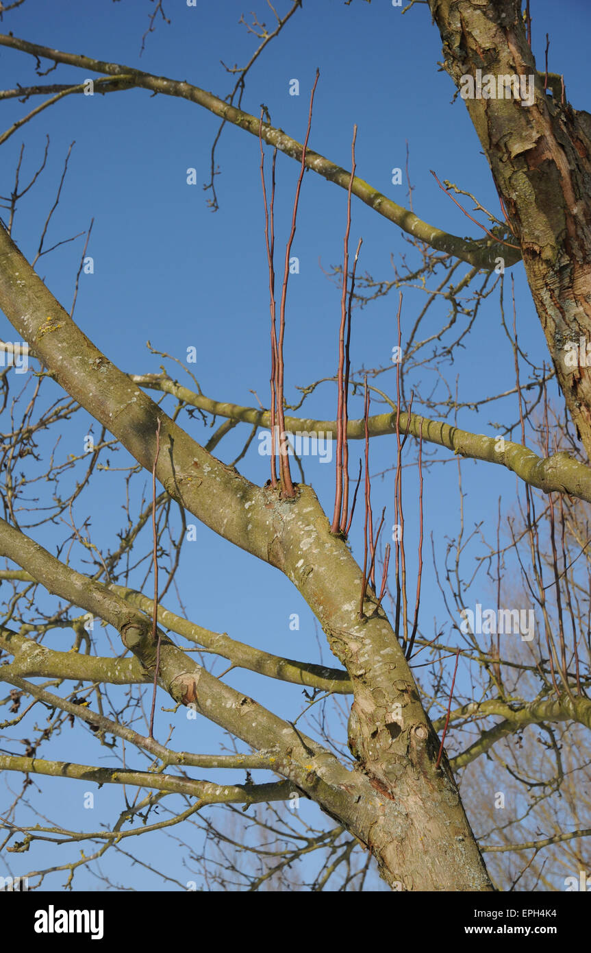 Unione crab apple Foto Stock