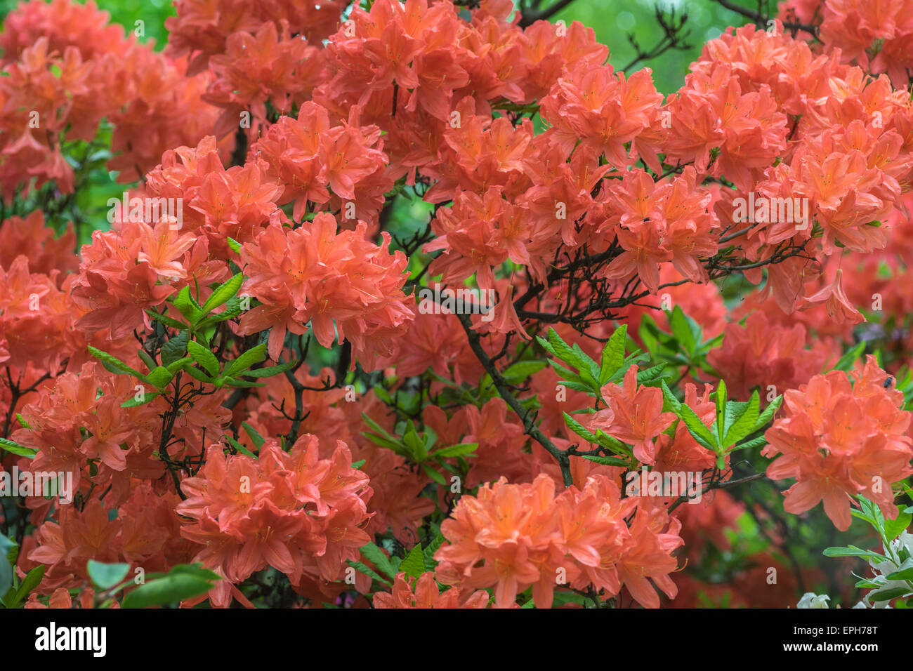 Rhododendron Koster di colore rosso brillante ricca fioritura Foto Stock