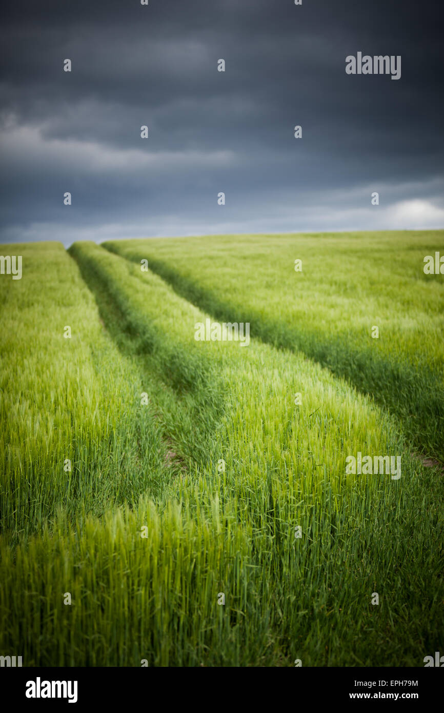 Le linee del trattore attraverso un giovane fresco verde raccolto in un coltivatore campo sotto un cielo tempestoso del Northumberland, Inghilterra Foto Stock