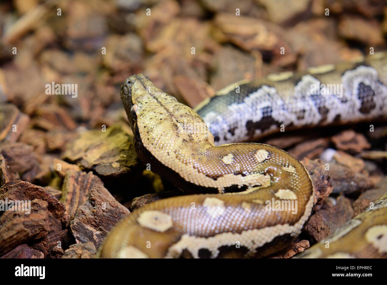 Bellissimo il sangue (Python Python curtus) dormire nel terrarium Foto Stock