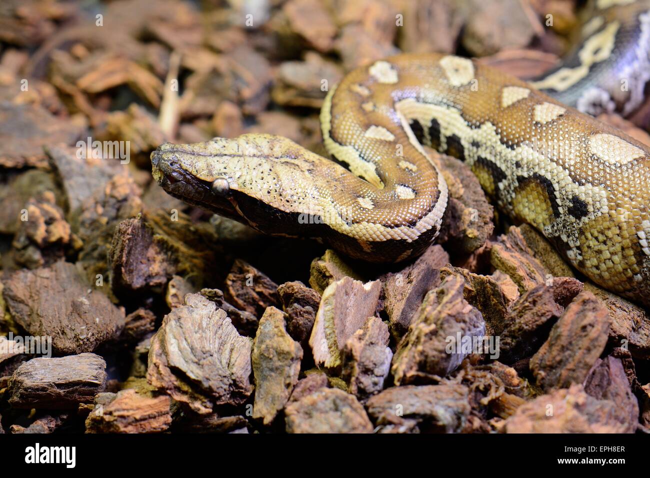 Bellissimo il sangue (Python Python curtus) dormire nel terrarium Foto Stock