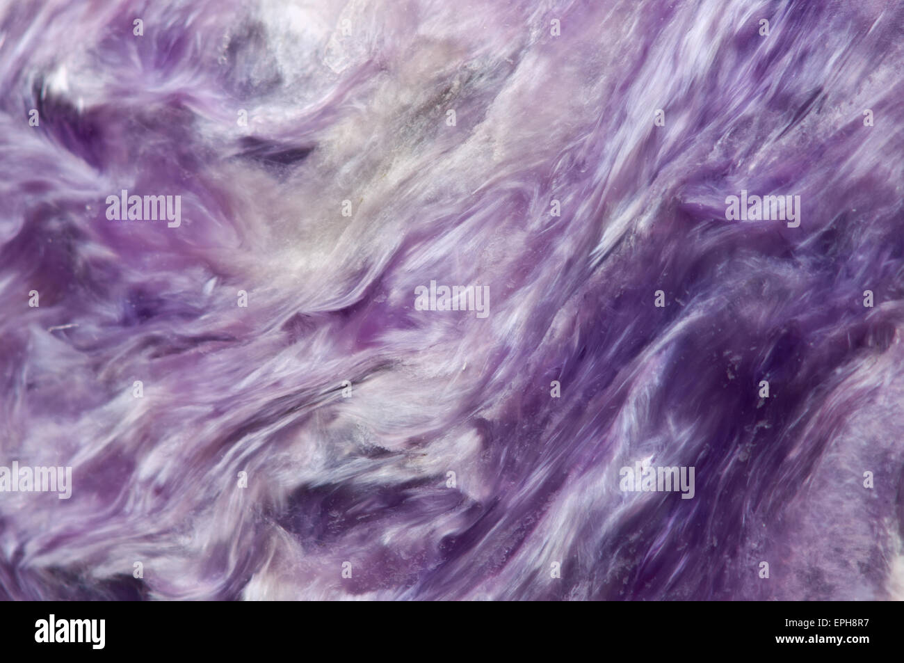 Charoite (Ca, K, Na) 3 Si4O10 (OH, F) H2O. Lilla cristallo rare. Macro. Bellissimo sfondo fantastico Foto Stock