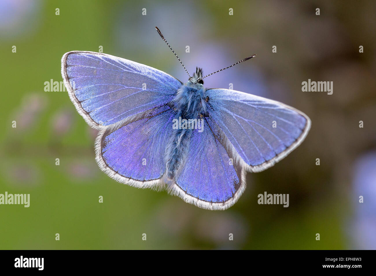 Un caldo giorno di maggio e un comune Blue Butterfly (Polyommatus icarus) si appoggia al sole. Foto Stock