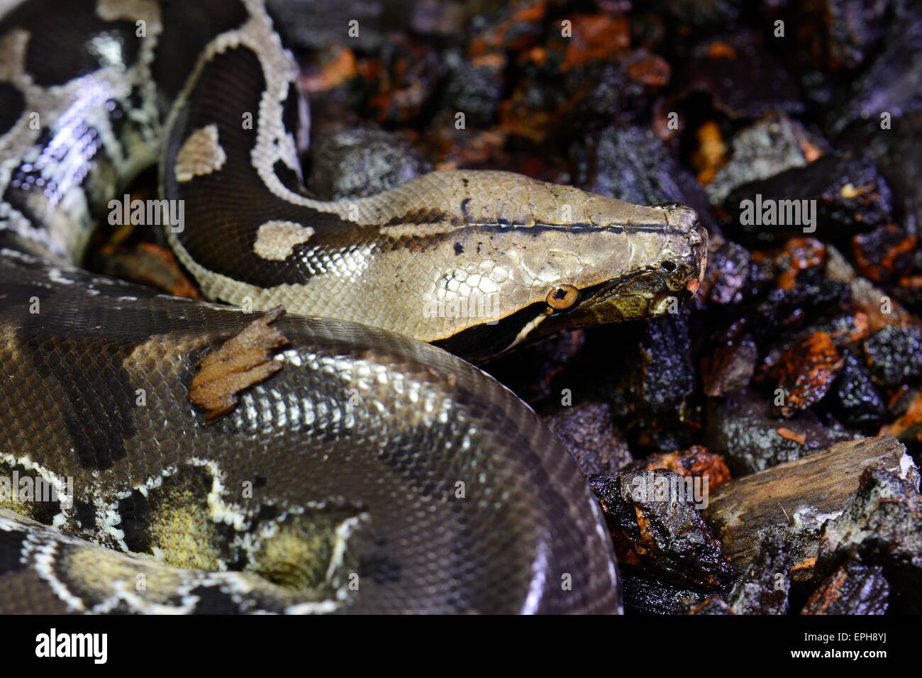 Bellissimo il sangue (Python Python curtus) dormire nel terrarium Foto Stock