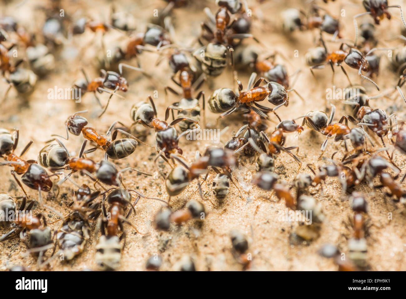 Sciame di colonia di formiche alla ricerca di cibo Foto Stock
