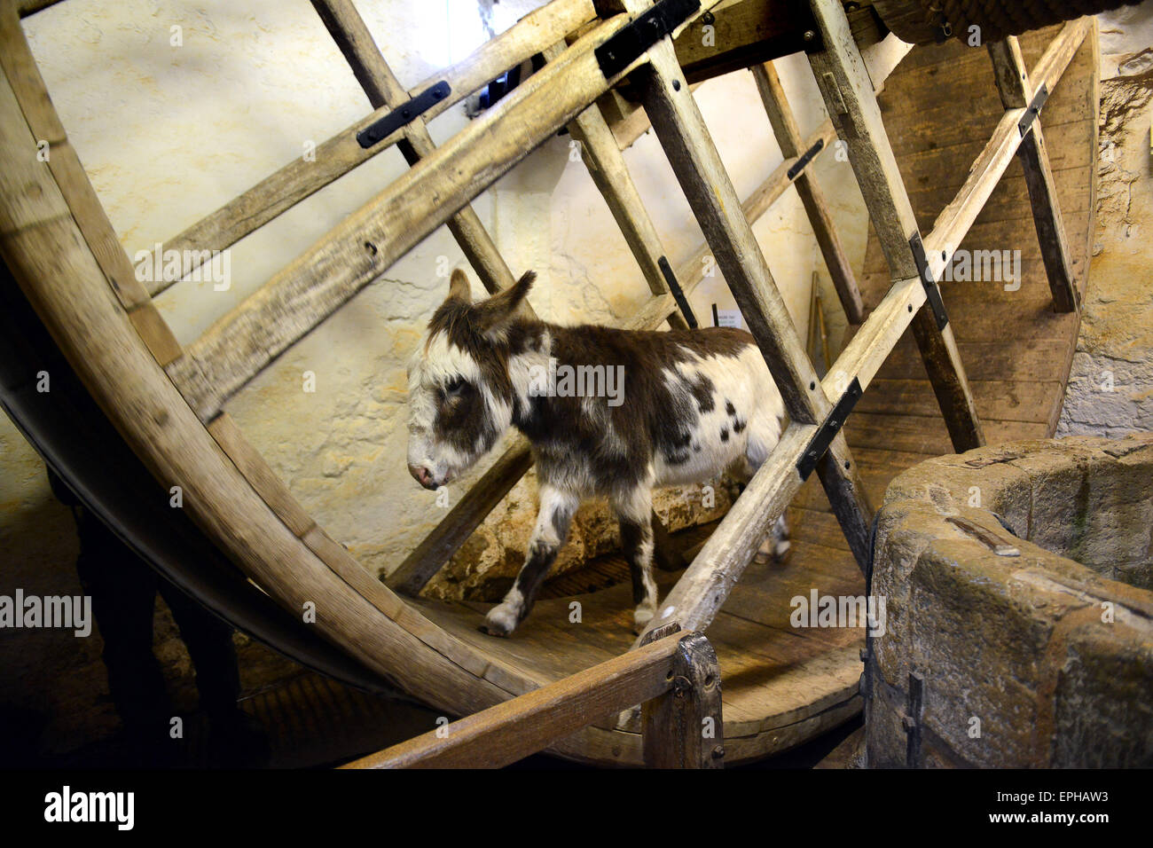 Asino lavoro lavoro ruota del mulino a Carisbrooke castello sull'Isola di Wight Foto Stock