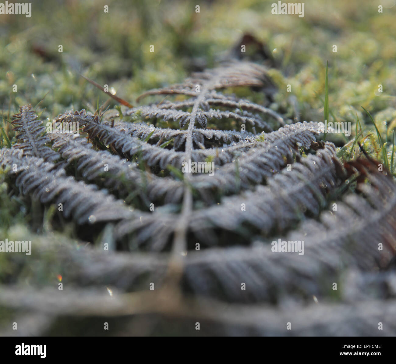 Felce smerigliato tra erba Foto Stock