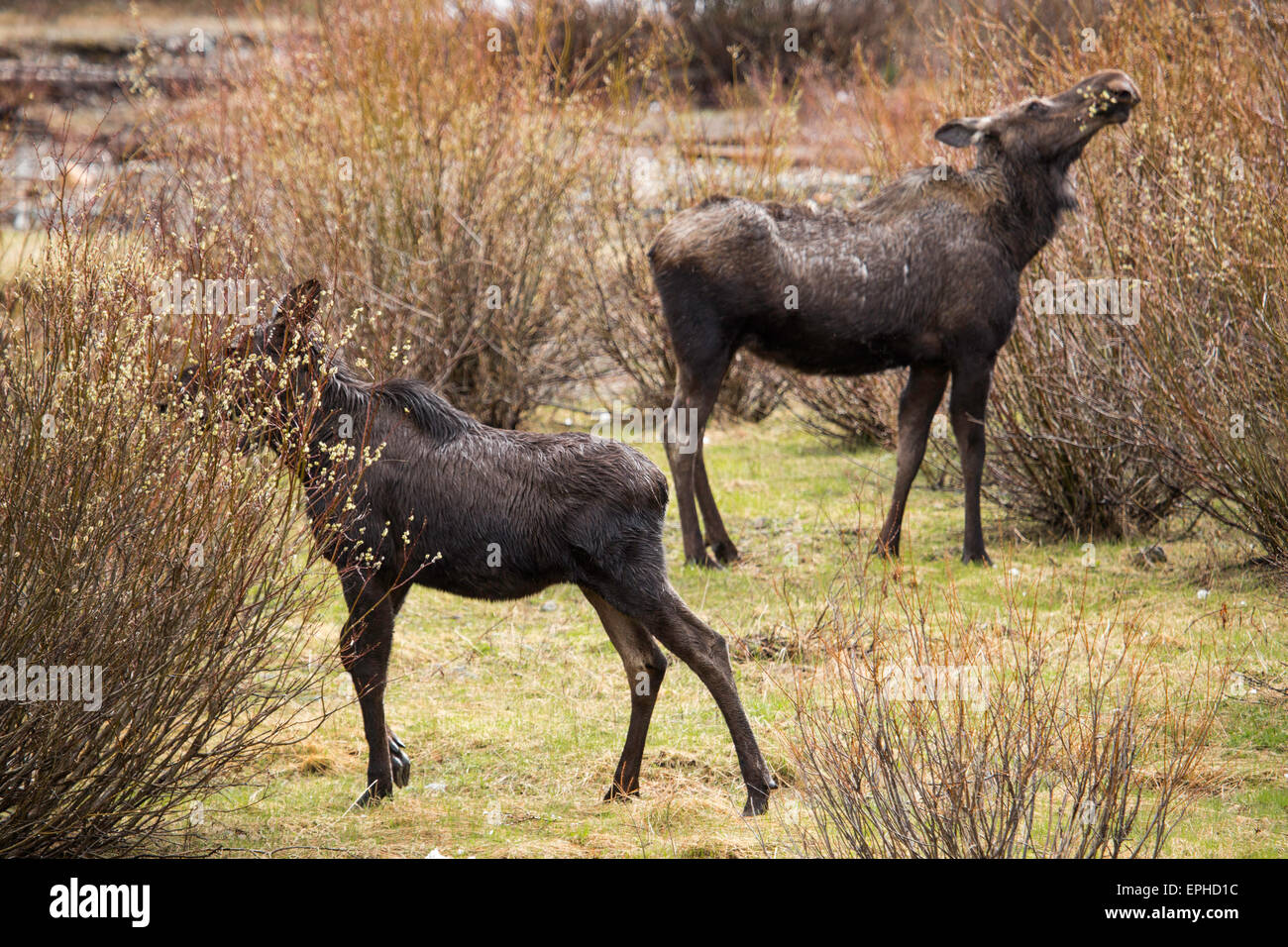 Due alci a Soda Butte Creek nel Parco Nazionale di Yellowstone Maggio 16, 2015 a Yellowstone, Wyoming. Foto Stock