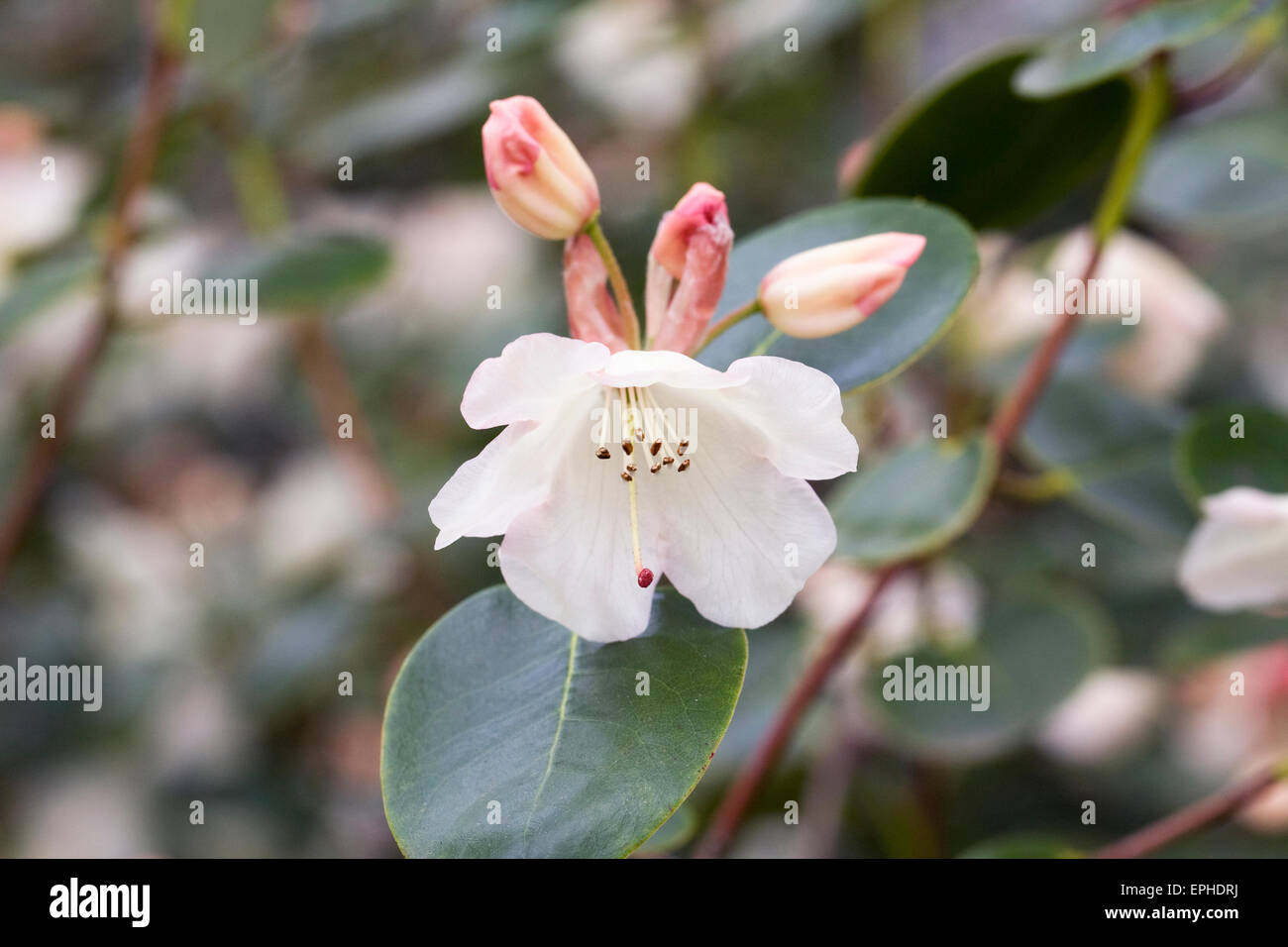 Rhododendron Cowslip gruppo. Foto Stock