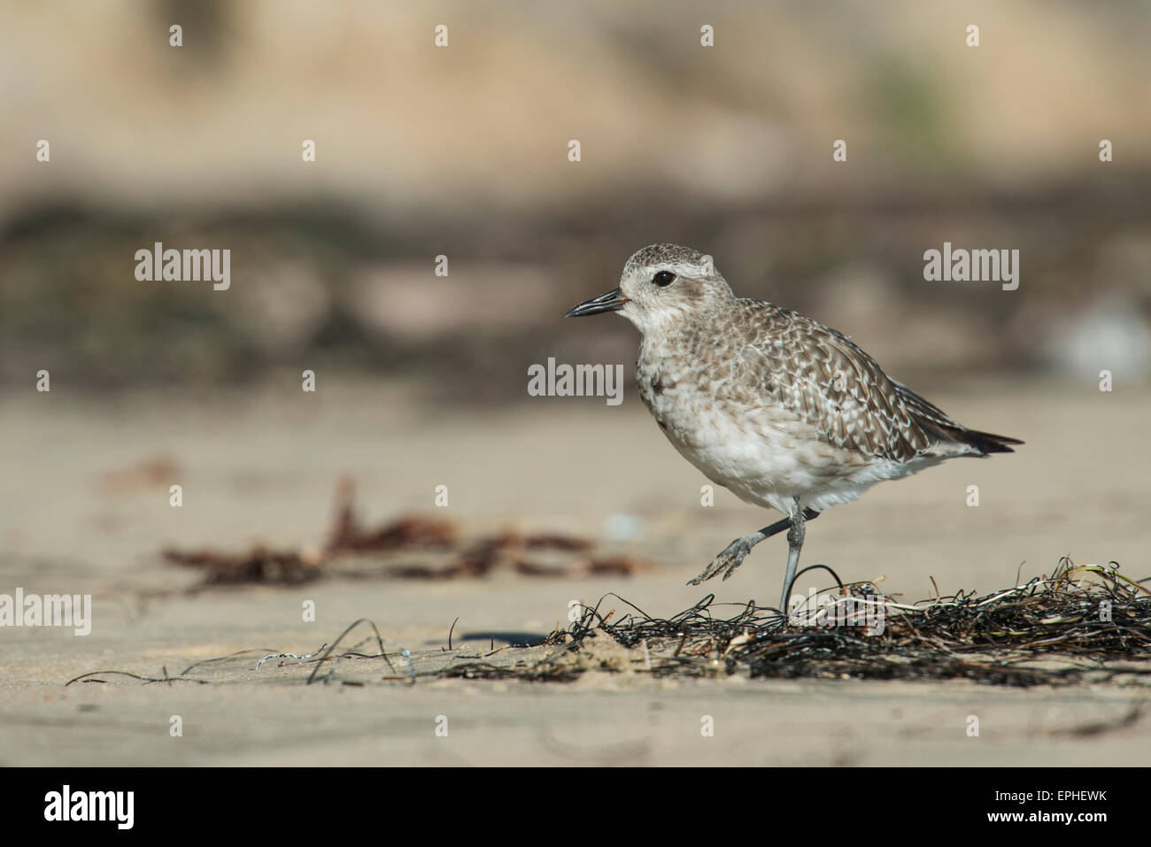 American Golden-Plover (Pluvialis Dominica) Foto Stock
