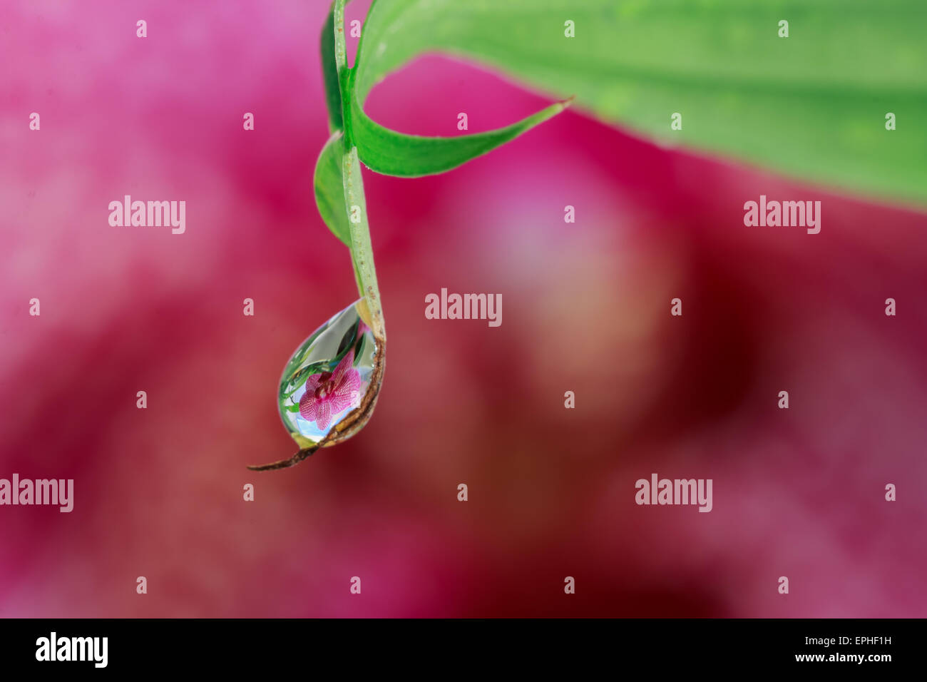 Acqua goccia su una foglia con uno sfondo sfocato Foto Stock