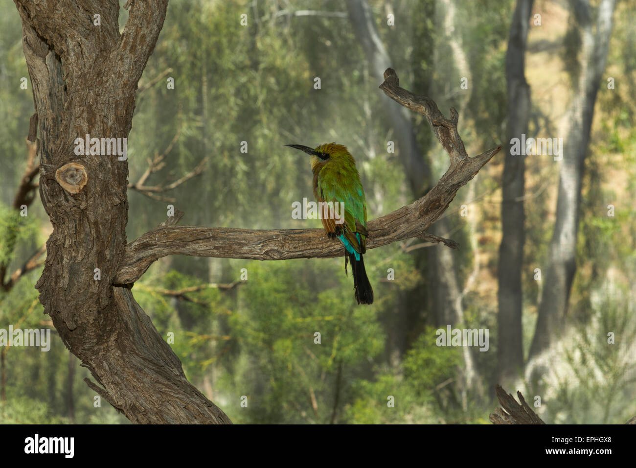 Australia, NT, Alice Springs. Il Parco del Deserto Alice Springs. Rainbow gruccione (Captive: Merops ornatus) Foto Stock