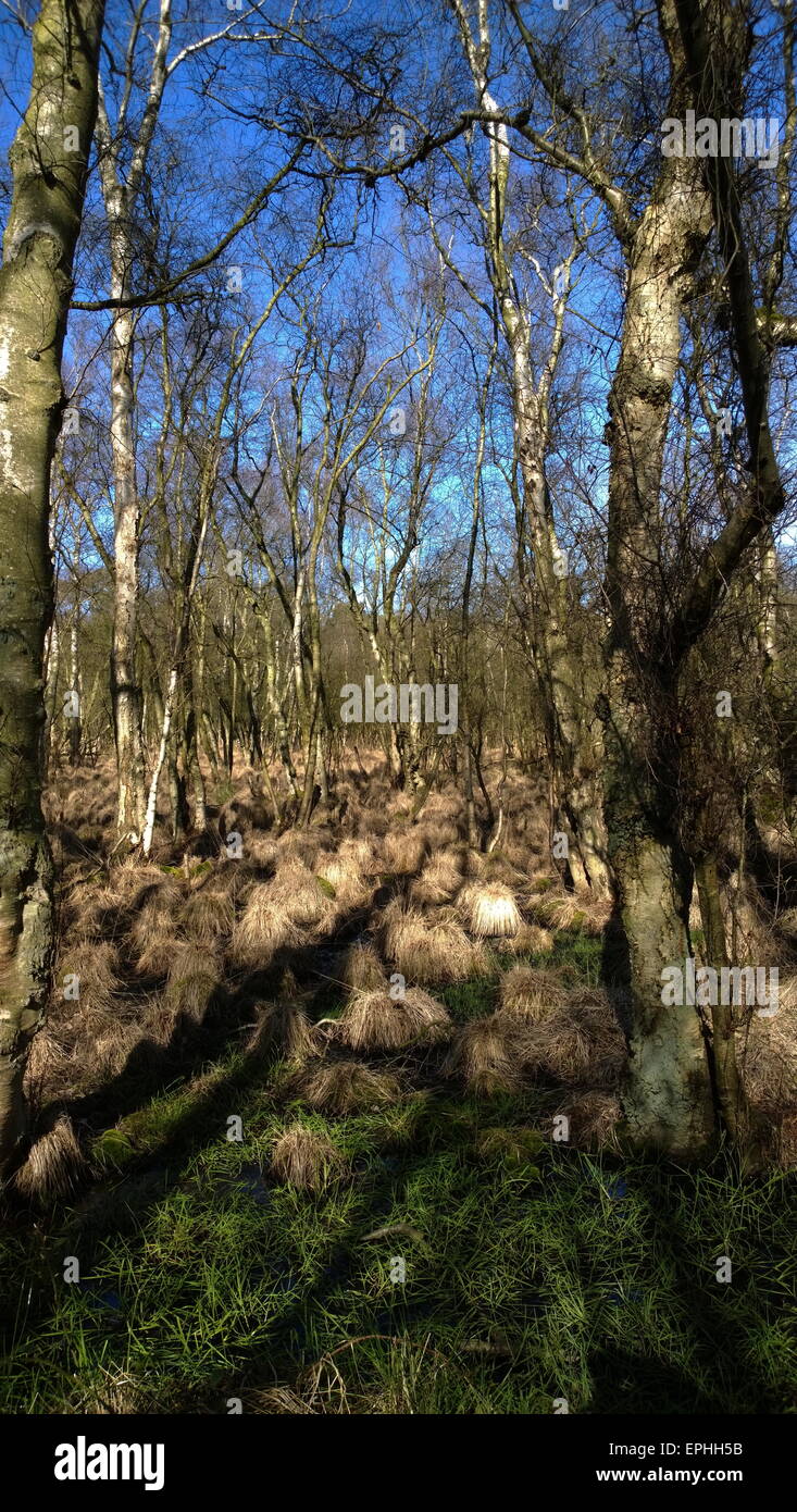 Graminacee, giunchi e marsh dal Boardwalk a Walberswick, Suffolk, Regno Unito, est anglian, giornaliero, volte, Foto Stock