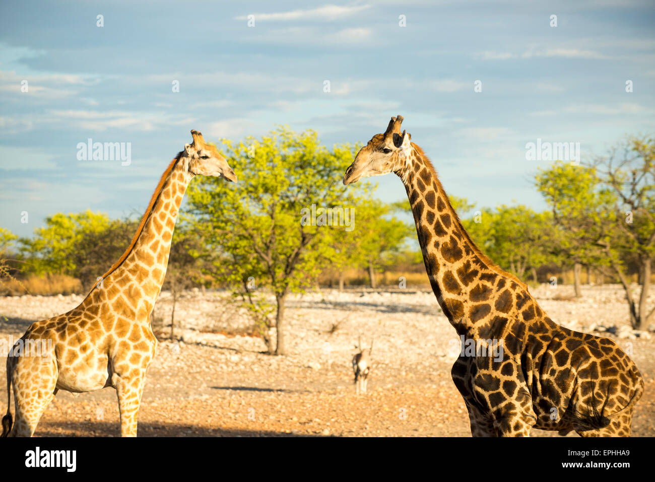 Africa, Namibia. Anderson Camp vicino al Parco Nazionale di Etosha. Due giraffe in piedi. Foto Stock