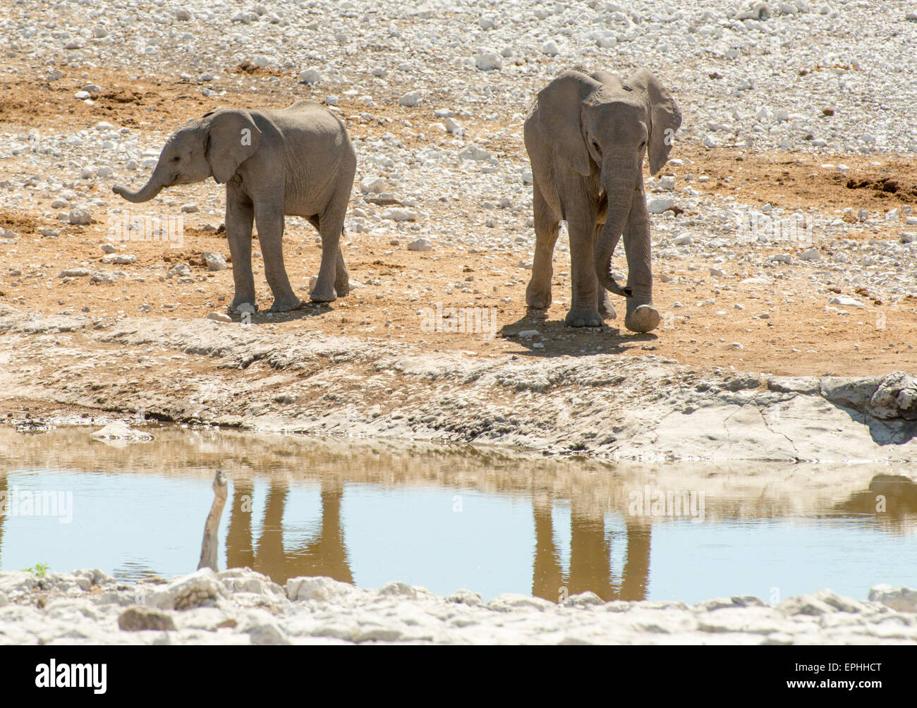 Africa, Namibia. Il Parco Nazionale di Etosha. Due giovani elefanti camminando verso il fiume. Foto Stock